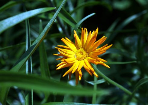 Close up view of calendula flower on green blurred background