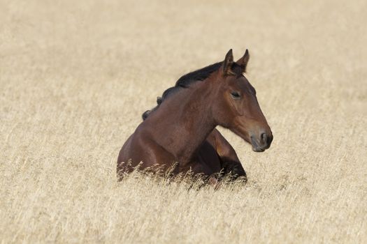 Wild mustang at rest in dry grasses of Utah's Onaqui Herd Management Area.  Red chestnut coat accented by black mane.  Feral horses are managed by federal Bureau of Land Management.
