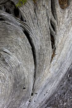 Tree shape is Zen formation of fan in wood along Upper Terrace Drive of Mammoth Hot Springs in Yellowstone National Park, Wyoming, USA.  Vertical photograph of nature details in subtle gray.  