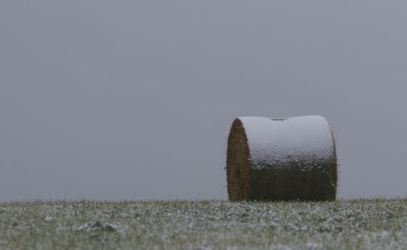 Snow rests on round hay bale on cold, gray day in Alberta, Canada.  Rural scene is farm pasture land near Pincher Creek.  Copy space available on horizontal image. 