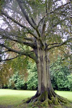 Old oak with enormous roots in a green park.