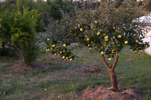 A lot of fresh ripe green apples on the tree in summer sunset garden