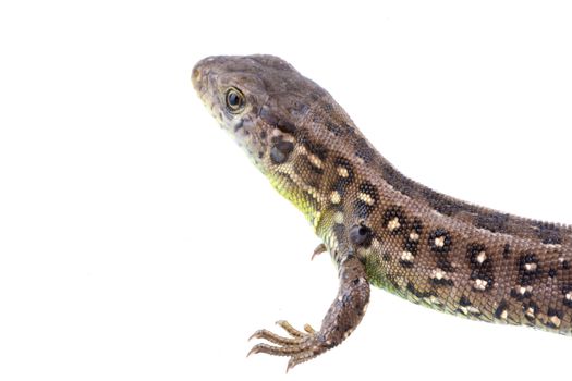 Lizard (Lacerta agilis) isolated on a white background