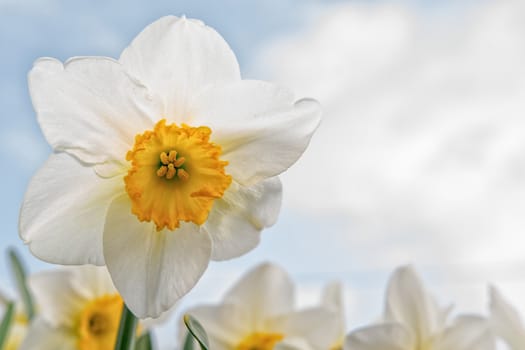 Blooming daffodil with the blue white sky in the background