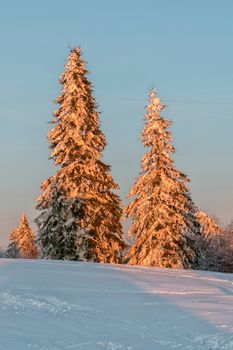 Snowy spruce trees illuminated by the sunset