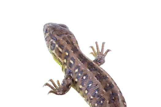 Lizard (Lacerta agilis) isolated on a white background