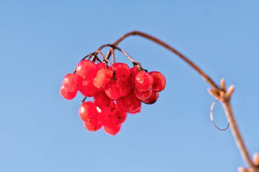Frozen red berry on a branch with blue background