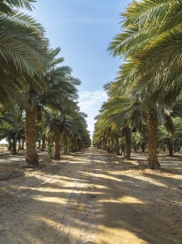 the growing palm trees and dirt road