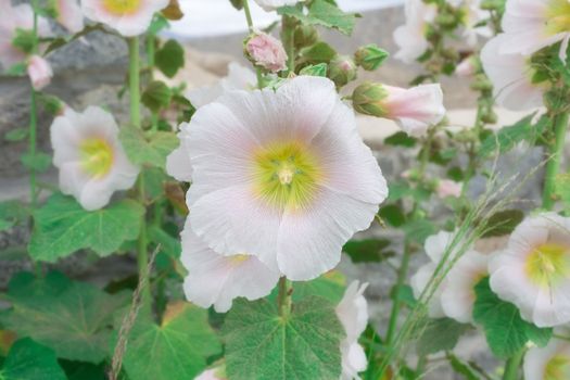 Flowers in leh Ladakh, Jammu and Kashmir, India