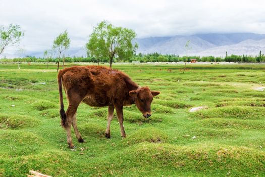 Cow grazing on pasture with natural landscape near Shey Palace located at Leh Ladakh, Jammu and Kashmir, India
