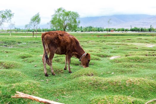 Cow grazing on pasture with natural landscape near Shey Palace located at Leh Ladakh, Jammu and Kashmir, India
