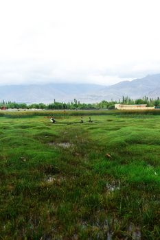 Animals with natural landscape near Shey Palace located at Leh Ladakh, Jammu and Kashmir, India
