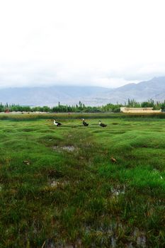 Animals with natural landscape near Shey Palace located at Leh Ladakh, Jammu and Kashmir, India
