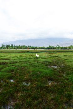 Animals with natural landscape near Shey Palace located at Leh Ladakh, Jammu and Kashmir, India