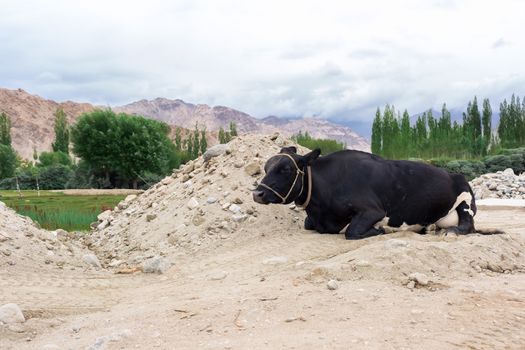 Cows laying on the rural road with natural landscape near Shey Palace located at Leh Ladakh, Jammu and Kashmir, India