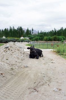 Cows laying on the rural road with natural landscape near Shey Palace located at Leh Ladakh, Jammu and Kashmir, India