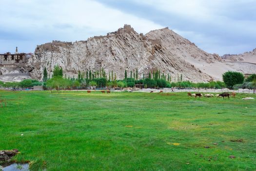 Cows grazing on pasture with natural landscape near Shey Palace located at Leh Ladakh, Jammu and Kashmir, India