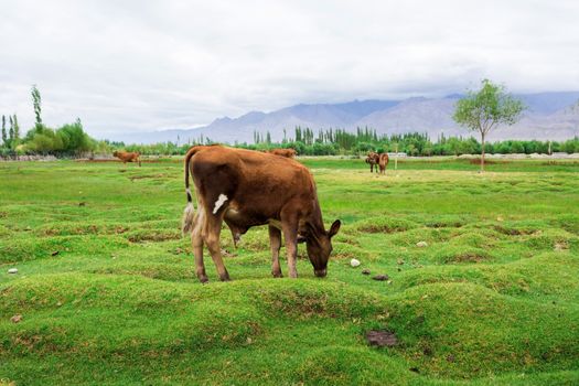 Cow grazing on pasture with natural landscape near Shey Palace located at Leh Ladakh, Jammu and Kashmir, India