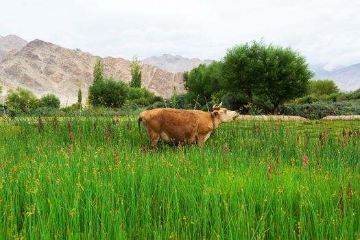 Cow grazing on pasture with natural landscape near Shey Palace located at Leh Ladakh, Jammu and Kashmir, India