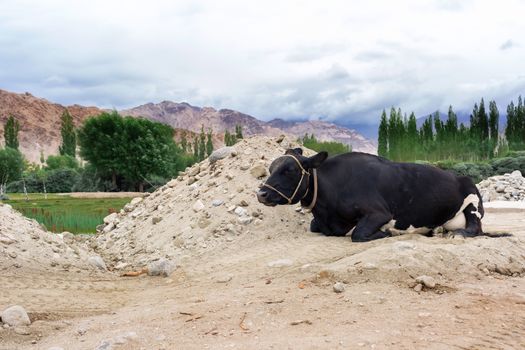Cows laying on the rural road with natural landscape near Shey Palace located at Leh Ladakh, Jammu and Kashmir, India