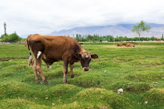 Cow grazing on pasture with natural landscape near Shey Palace located at Leh Ladakh, Jammu and Kashmir, India