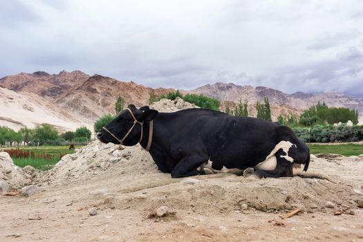 Cows laying on the rural road with natural landscape near Shey Palace located at Leh Ladakh, Jammu and Kashmir, India