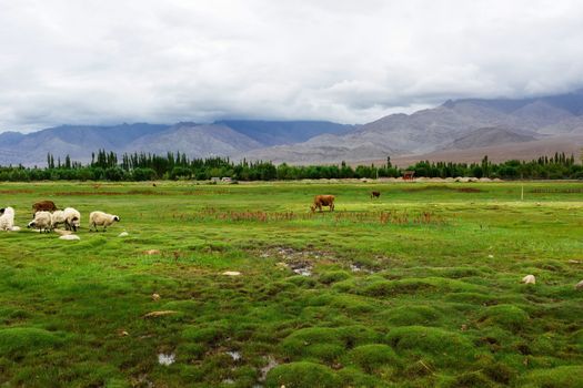 Animals with natural landscape near Shey Palace located at Leh Ladakh, Jammu and Kashmir, India