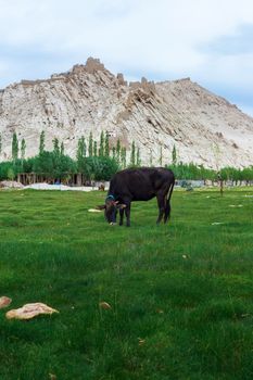 Cow grazing on pasture with natural landscape near Shey Palace located at Leh Ladakh, Jammu and Kashmir, India
