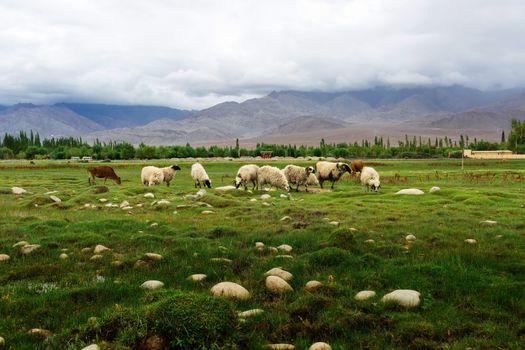 Animals with natural landscape near Shey Palace located at Leh Ladakh, Jammu and Kashmir, India