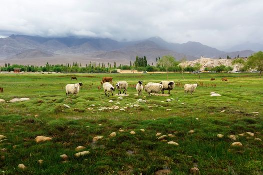 Animals with natural landscape near Shey Palace located at Leh Ladakh, Jammu and Kashmir, India