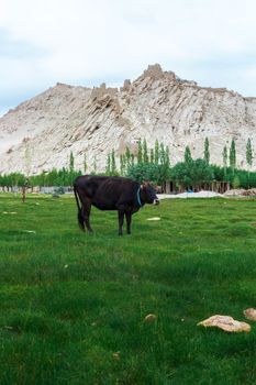 Cow grazing on pasture with natural landscape near Shey Palace located at Leh Ladakh, Jammu and Kashmir, India