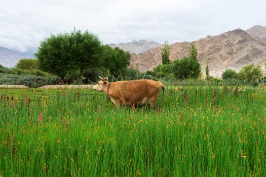 Cow grazing on pasture with natural landscape near Shey Palace located at Leh Ladakh, Jammu and Kashmir, India