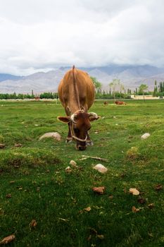 Cow grazing on pasture with natural landscape near Shey Palace located at Leh Ladakh, Jammu and Kashmir, India