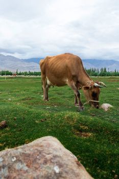 Cow grazing on pasture with natural landscape near Shey Palace located at Leh Ladakh, Jammu and Kashmir, India