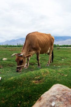 Cow grazing on pasture with natural landscape near Shey Palace located at Leh Ladakh, Jammu and Kashmir, India