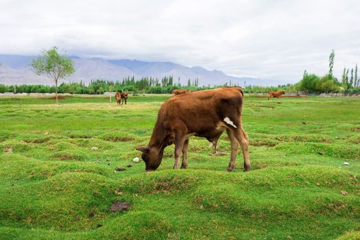 Cow grazing on pasture with natural landscape near Shey Palace located at Leh Ladakh, Jammu and Kashmir, India