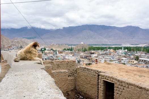 Leh palace in Leh Ladakh, Jammu and Kashmir, India