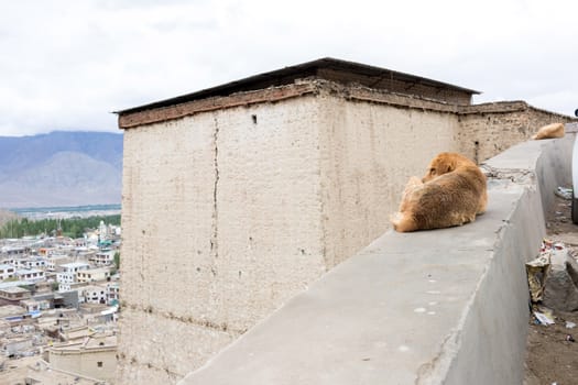 Leh palace in Leh Ladakh, Jammu and Kashmir, India