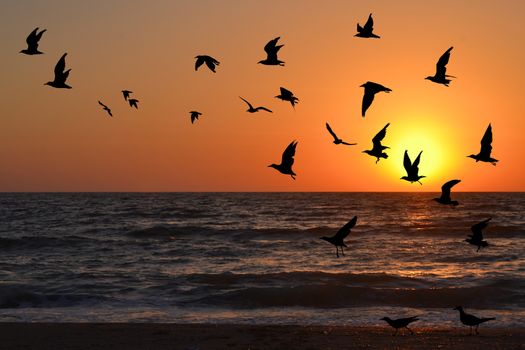 Seagulls silhouettes in flight at sunrise