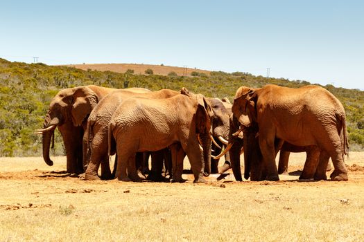 African Elephant family reunion at the watering hole.