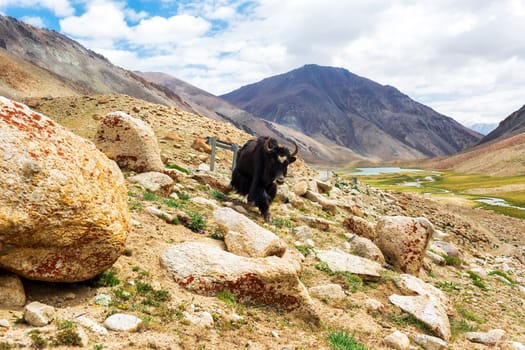 Yaks with natural landscape in Leh Ladakh, Jammu and Kashmir, India
