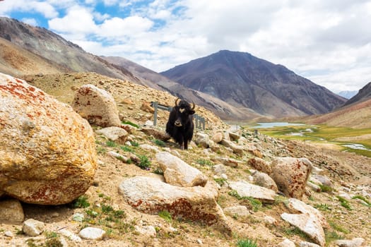 Yaks with natural landscape in Leh Ladakh, Jammu and Kashmir, India
