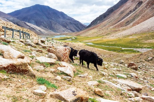 Yaks with natural landscape in Leh Ladakh, Jammu and Kashmir, India