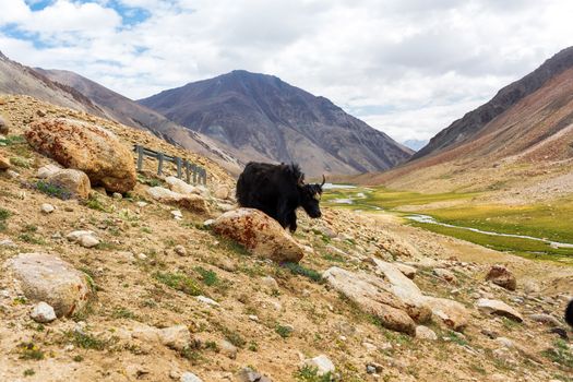 Yaks with natural landscape in Leh Ladakh, Jammu and Kashmir, India