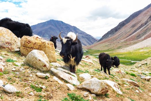 Yaks with natural landscape in Leh Ladakh, Jammu and Kashmir, India