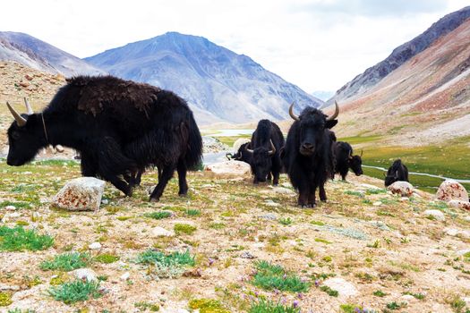 Yaks with natural landscape in Leh Ladakh, Jammu and Kashmir, India