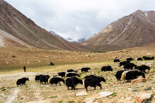 Yaks with natural landscape in Leh Ladakh, Jammu and Kashmir, India