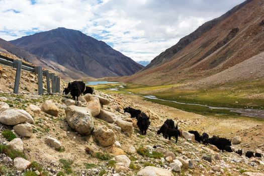 Yaks with natural landscape in Leh Ladakh, Jammu and Kashmir, India