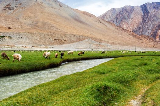 Animals with natural landscape in Leh Ladakh, Jammu and Kashmir, India