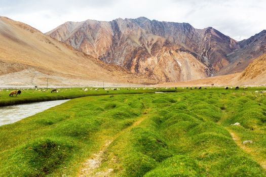 Animals with natural landscape in Leh Ladakh, Jammu and Kashmir, India